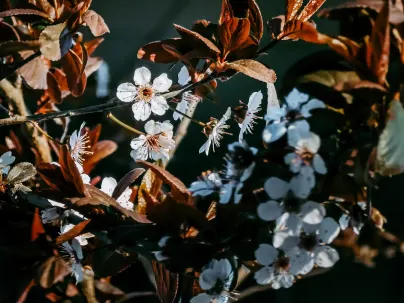 Kineko Kasino Apl Mudah Alih